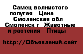 Самец волнистого попугая › Цена ­ 600 - Смоленская обл., Смоленск г. Животные и растения » Птицы   
